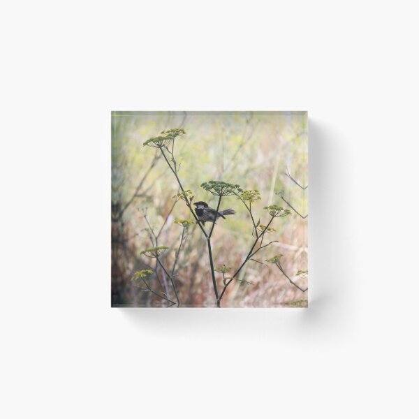 Item preview, Song Sparrow Perched Among Wild Fennel Stems in Dry Meadow, Small Brown Bird Close-Up designed and sold by Nmallia.
