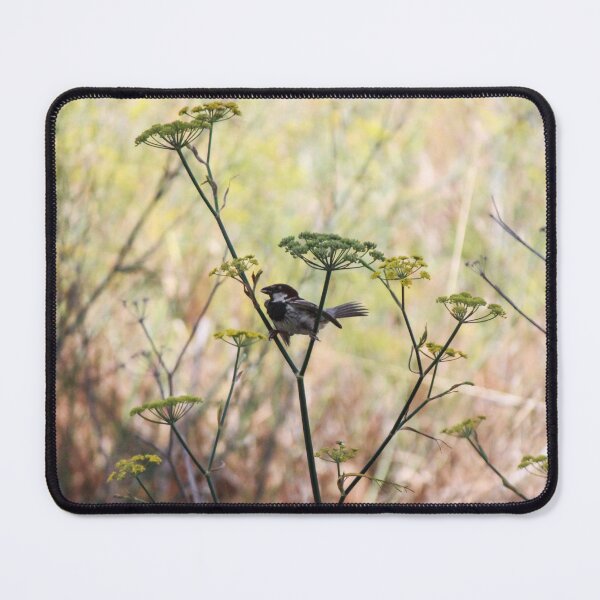 Item preview, Song Sparrow Perched Among Wild Fennel Stems in Dry Meadow, Small Brown Bird Close-Up designed and sold by Nmallia.