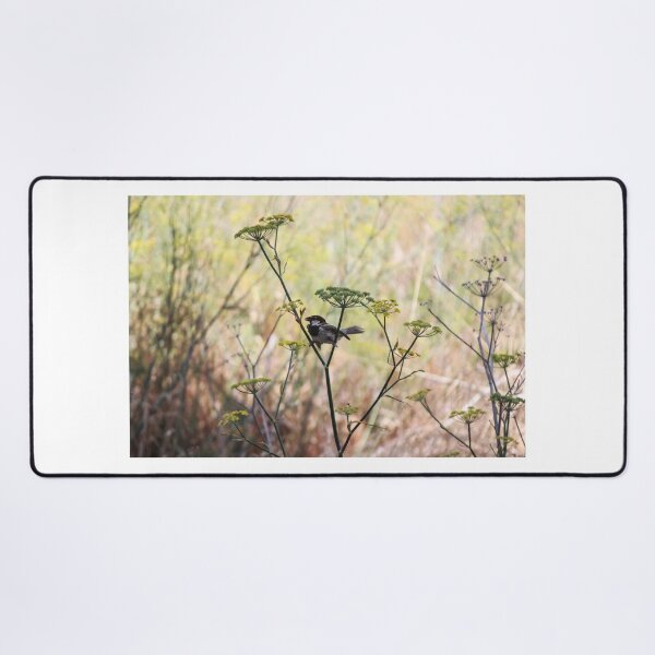 Item preview, Song Sparrow Perched Among Wild Fennel Stems in Dry Meadow, Small Brown Bird Close-Up designed and sold by Nmallia.