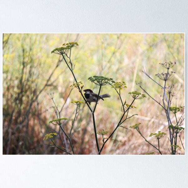 Item preview, Song Sparrow Perched Among Wild Fennel Stems in Dry Meadow, Small Brown Bird Close-Up designed and sold by Nmallia.