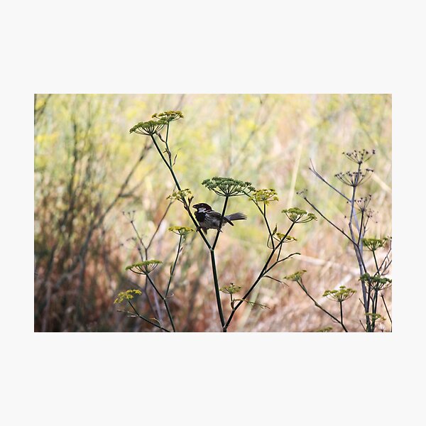 Item preview, Song Sparrow Perched Among Wild Fennel Stems in Dry Meadow, Small Brown Bird Close-Up designed and sold by Nmallia.