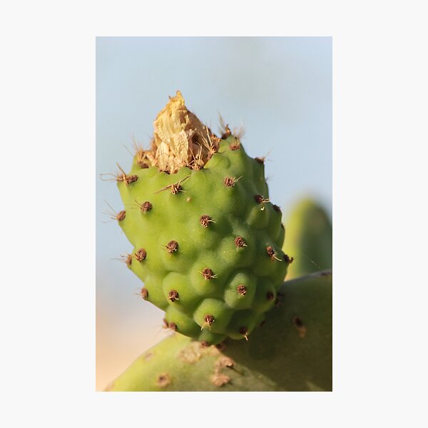 Item preview, Close-Up Prickly Pear Cactus Bud On Green Opuntia Pad With Texture And Spines designed and sold by Nmallia.