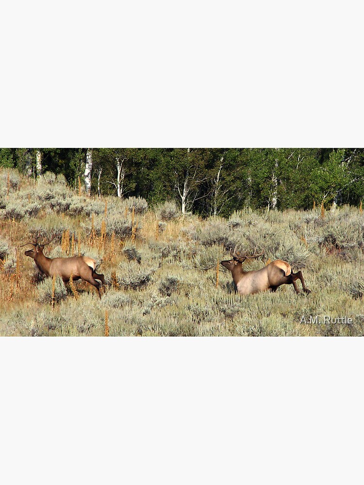 Bounding Elk by annruttle