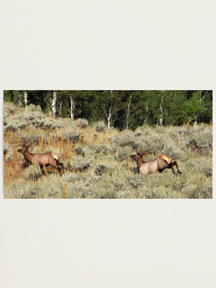 Alternate view of Bounding Elk Photographic Print