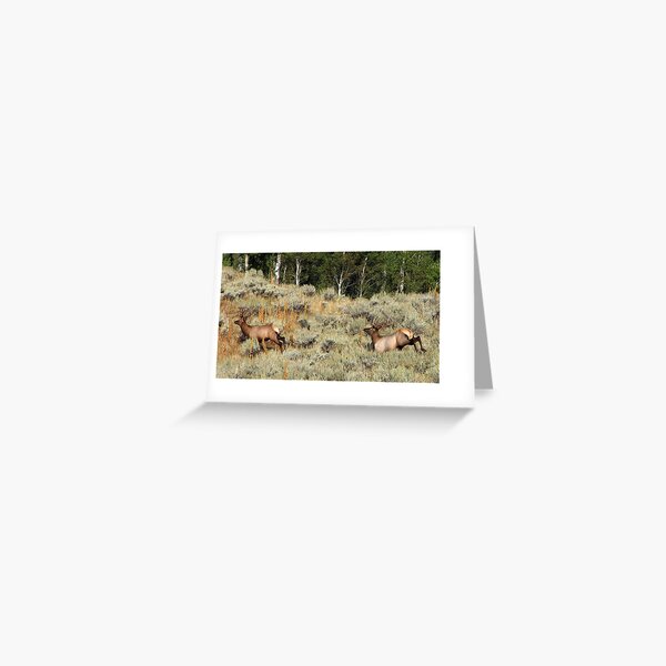Bounding Elk Greeting Card