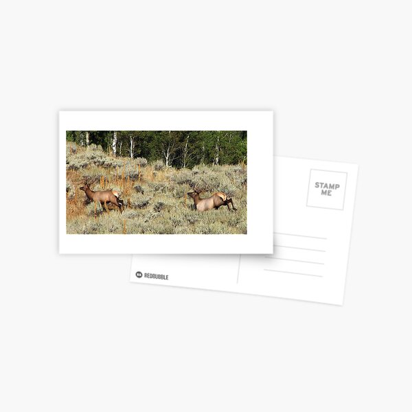 Bounding Elk Postcard
