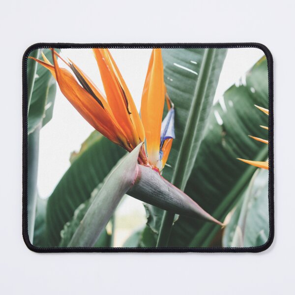 Item preview, Minimalist Strelitzia Flower Leaves Photo designed and sold by ReneJordaan.