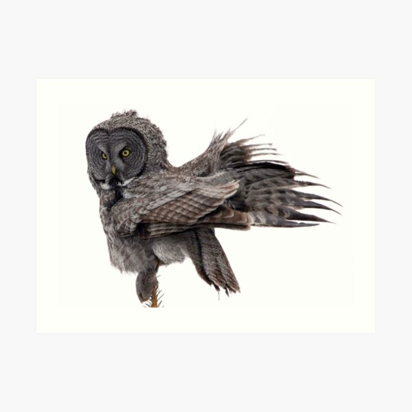 Great Grey Owl, Fluffing Art Print