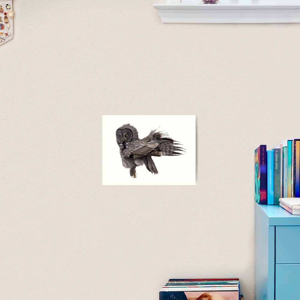 Great Grey Owl, Fluffing Art Print