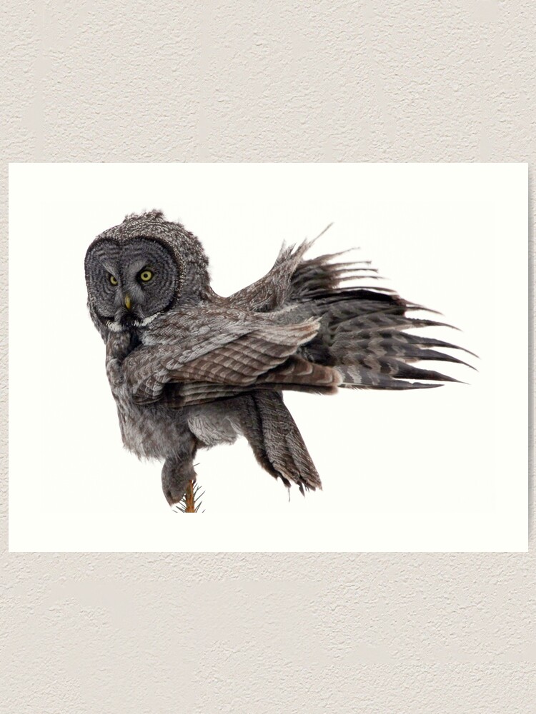 Alternate view of Great Grey Owl, Fluffing Art Print
