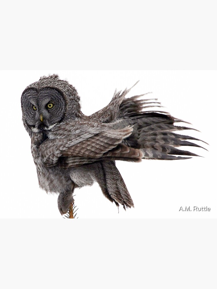 Great Grey Owl, Fluffing by annruttle