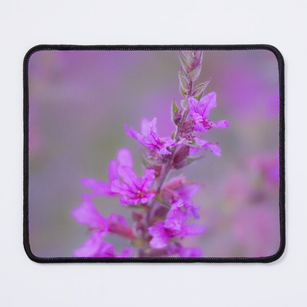 Item preview, Lavender Dreams – Soft Pink Wildflower Photography designed and sold by Mutezone.