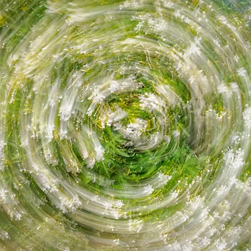 Artwork thumbnail, Oleander Orbit by Ralph Goldsmith
