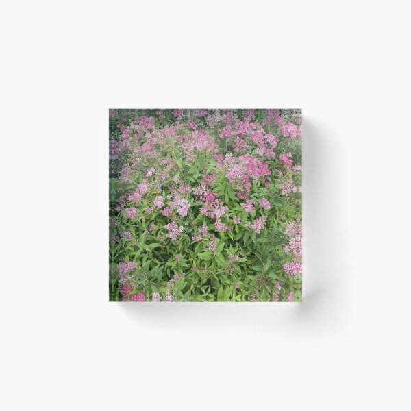 Item preview, Pink Flower Garden Aesthetic Nature Photography designed and sold by PhuongVoArt.