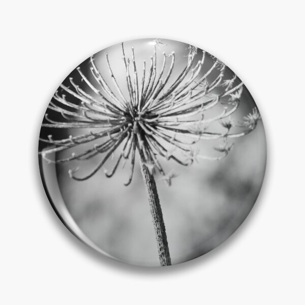 Item preview, Minimal Black And White Close-Up Of Dried Flower Seedhead On Single Stem In Shallow Focus designed and sold by Nmallia.