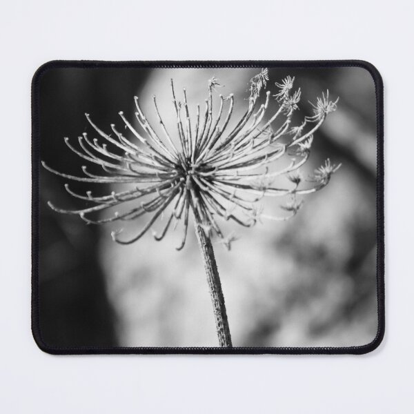 Item preview, Minimal Black And White Close-Up Of Dried Flower Seedhead On Single Stem In Shallow Focus designed and sold by Nmallia.