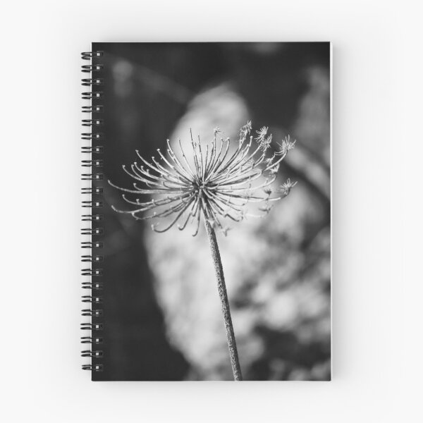 Item preview, Minimal Black And White Close-Up Of Dried Flower Seedhead On Single Stem In Shallow Focus designed and sold by Nmallia.