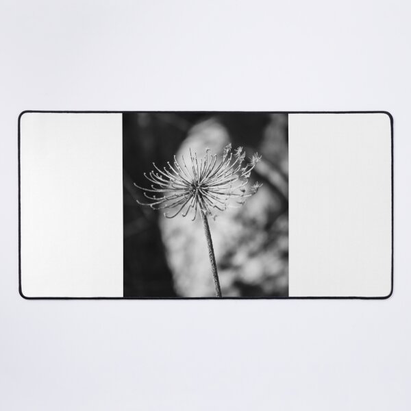 Item preview, Minimal Black And White Close-Up Of Dried Flower Seedhead On Single Stem In Shallow Focus designed and sold by Nmallia.