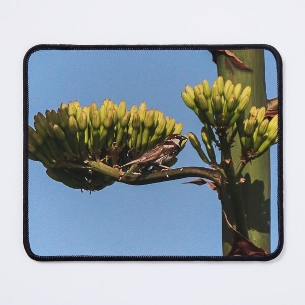 Item preview, Small Songbird Perched On Agave Flower Buds Against A Clear Blue Sky In Daylight designed and sold by Nmallia.