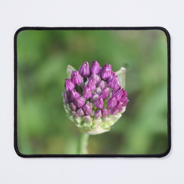 Item preview, Emerging Allium Bloom - Soft nature photography designed and sold by Cha-s-lens.