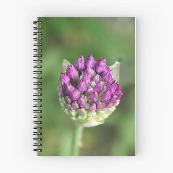 Item preview, Emerging Allium Bloom - Soft nature photography designed and sold by Cha-s-lens.