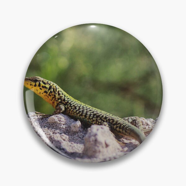 Item preview, Green And Yellow Patterned Lizard Resting On Sandy Rock In Sunny Natural Habitat designed and sold by Nmallia.