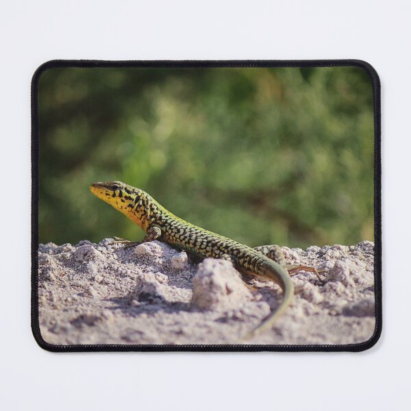 Item preview, Green And Yellow Patterned Lizard Resting On Sandy Rock In Sunny Natural Habitat designed and sold by Nmallia.