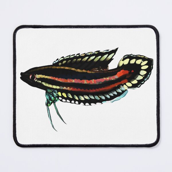 Item preview, licorice gourami :) designed and sold by auphanlm.