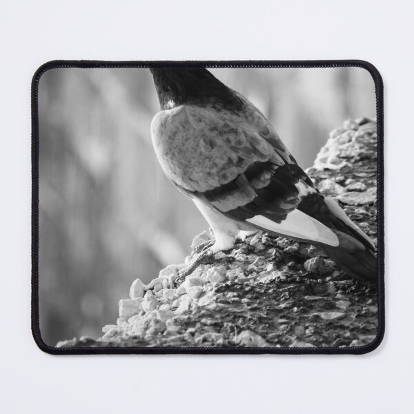 Item preview, Black and White Pigeon Perched on Rocky Ledge With Blurred Urban Background and Texture designed and sold by Nmallia.