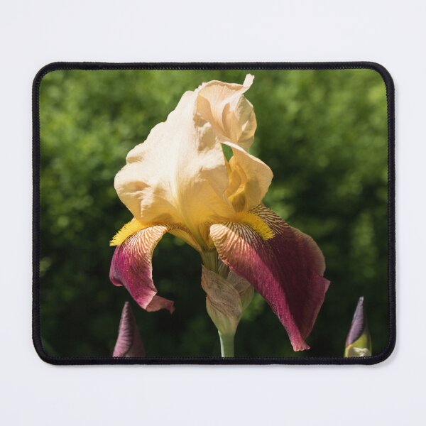 Item preview, Cream and Violet Iris Flower with Tiger Striped Petals designed and sold by Georgia Mizuleva.