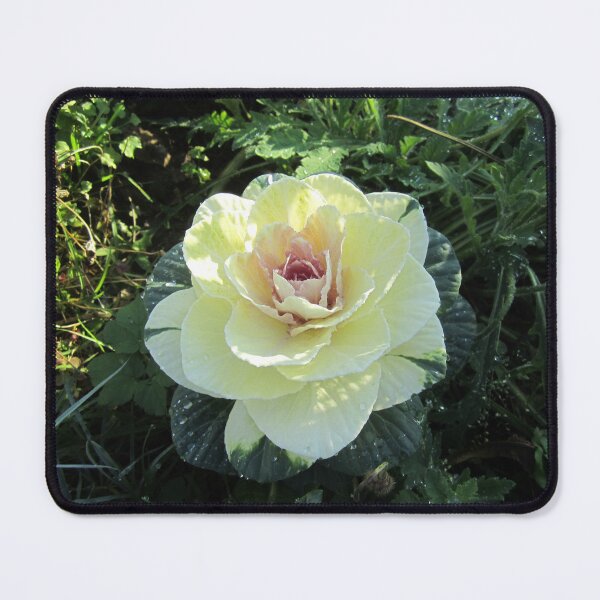 Item preview, Cabbage Rose designed and sold by Alexander Krishchyunas.