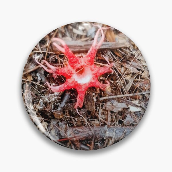 Item preview, Aseroe rubra also known as the Starfish Fungus or Anemone Stinkhorn  designed and sold by HPrespective.