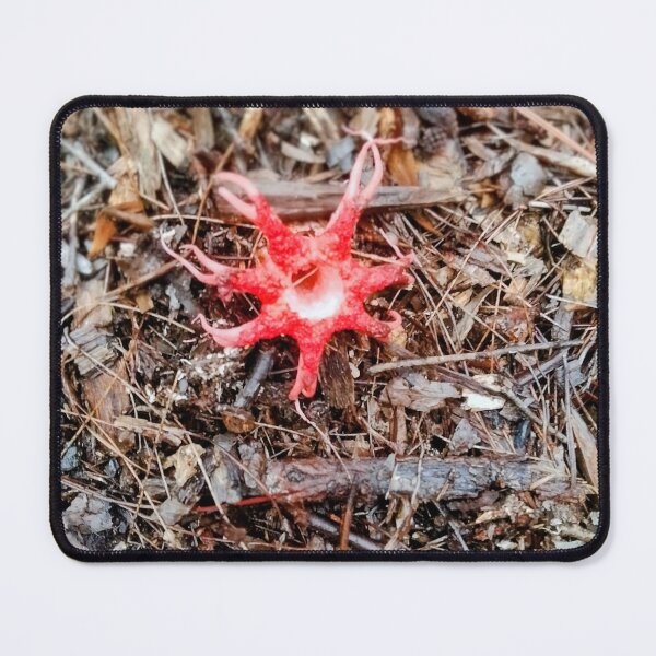 Item preview, Aseroe rubra also known as the Starfish Fungus or Anemone Stinkhorn designed and sold by HPrespective.