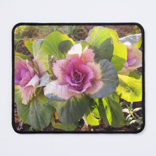 Item preview, Cabbage designed and sold by Alexander Krishchyunas.