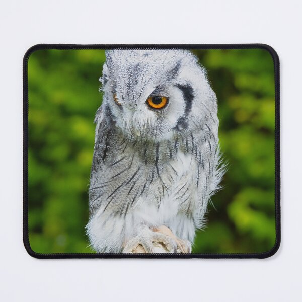 Item preview, Scops owl designed and sold by mohawkphotography.