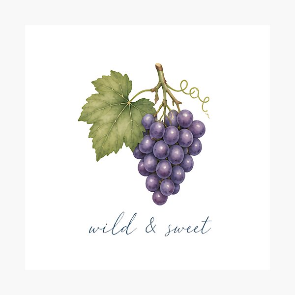 Item preview, Wild and Sweet Grapes Vineyard Botanical Illustration designed and sold by Backsay.