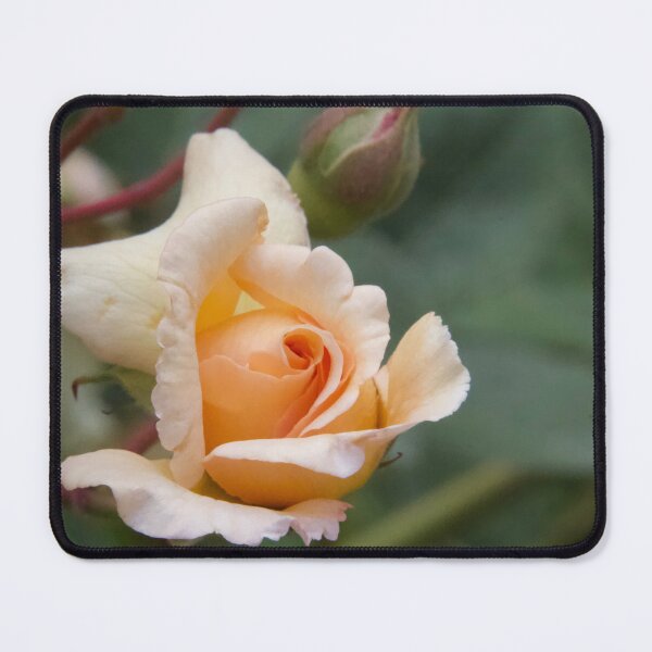 Item preview, A Rose is not just a Rose! designed and sold by Lsteuart.