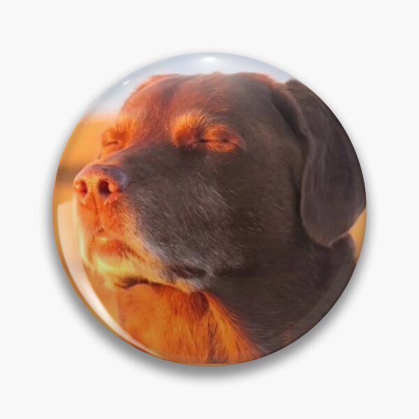 Item preview, Dog looking into sun tiktok reaction sticker meme designed and sold by sloppydesignss.
