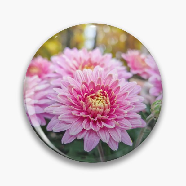 Item preview, bloomed pink chrysanthemums designed and sold by psychoshadow.