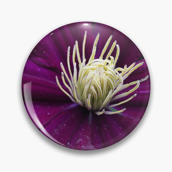 Item preview, Vibrant Purple Clematis Bloom Catching Sun designed and sold by vtspatial.