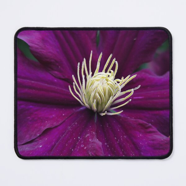 Item preview, Vibrant Purple Clematis Bloom Catching Sun designed and sold by vtspatial.