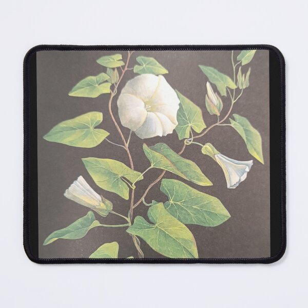Item preview, bindweed flowers designed and sold by colorgallery11.