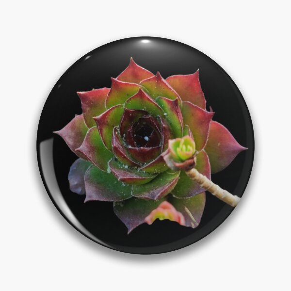 Item preview, Garden Colorful Succulent Sempervivum Plant designed and sold by CDPrintsDesigns.