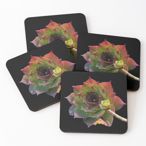 Item preview, Garden Colorful Succulent Sempervivum Plant designed and sold by CamilasPrints.