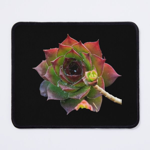 Item preview, Garden Colorful Succulent Sempervivum Plant designed and sold by CDPrintsDesigns.