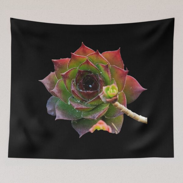 Item preview, Garden Colorful Succulent Sempervivum Plant designed and sold by CDPrintsDesigns.