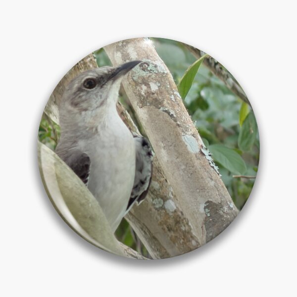 Item preview, Northern Mockingbird Perched in Natural Habitat. designed and sold by Pearls1.
