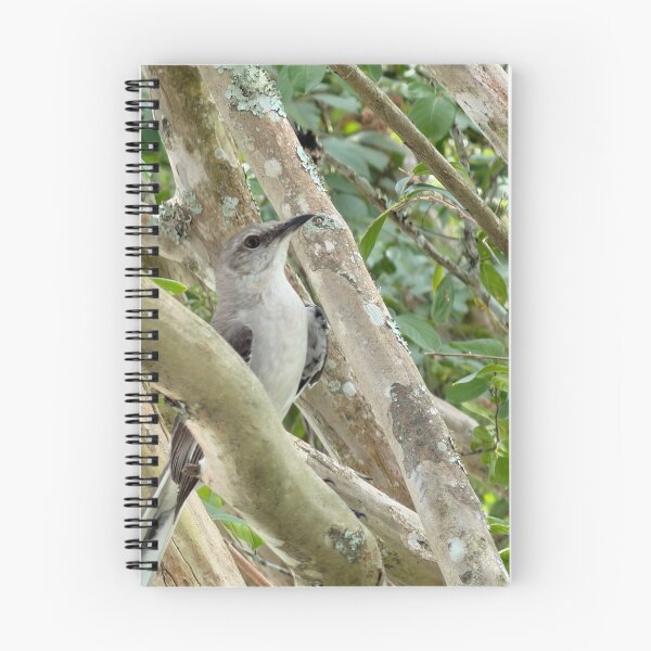 Item preview, Northern Mockingbird Perched in Natural Habitat. designed and sold by Pearls1.