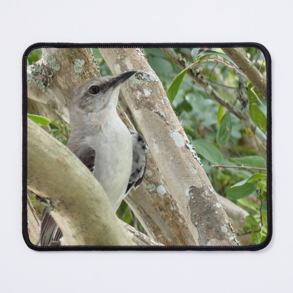 Item preview, Northern Mockingbird Perched in Natural Habitat. designed and sold by Pearls1.