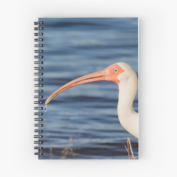 Item preview, Ibis with water droplet designed and sold by HMBPHOTO.